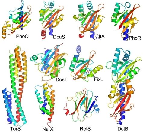 Bacterial Two Component Systems Structures And Signaling Mechanisms