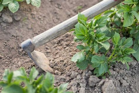 Međuredna Obrada Usjeva Krompira Agrosavjet