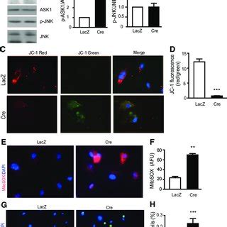 ASK1 Specific Inhibitor Blocks Trx2 Deletion Induced ASK1 Activation