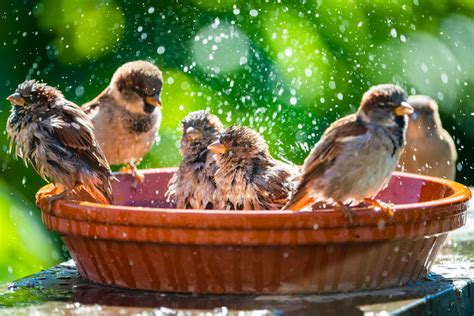 3 astuces très simples pour attirer les oiseaux dans votre jardin ou