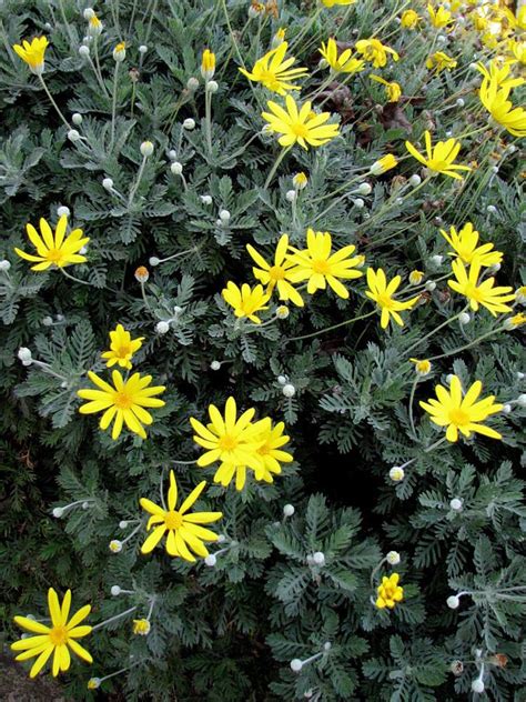 Euryops Pectinatus Alchetron The Free Social Encyclopedia