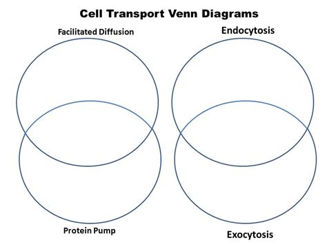 Endocytosis And Exocytosis Venn Diagram