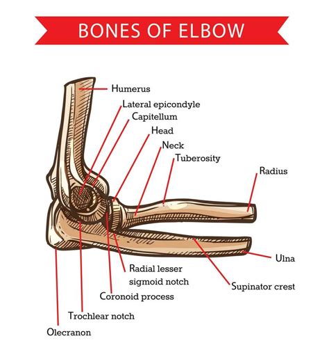 humano anatomia cotovelo ossos vetor esboço 23589575 Vetor no Vecteezy