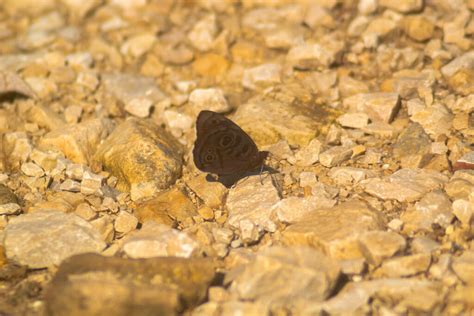 Eunica Alcmena Alcmena From El Bosque De La Lomita Palenque