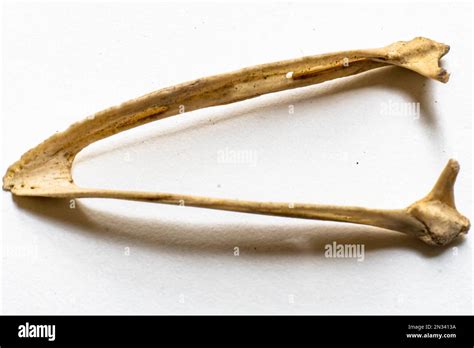 This Is A Part Of Bird Skeletal System Bird Anatomy Bird Skeletal