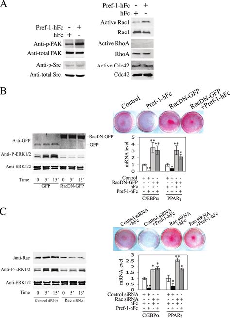 Downstream signaling pathway involved in the activation of ERK by ... 