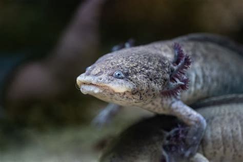 Axolotl Salamander Ambystoma Mexicanum Stock Photo - Image of neotenic ...