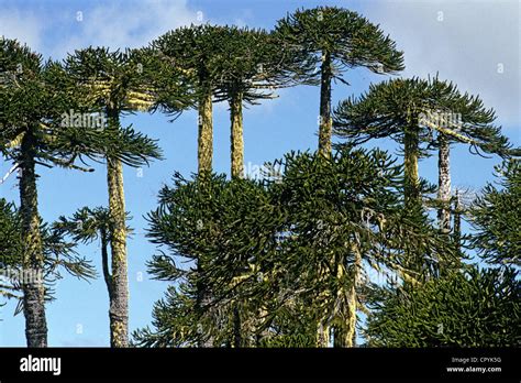 Chile, Araucania Region, National Park of Conguillo, a slow growing ...