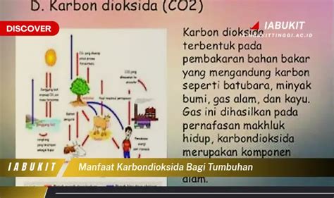 Intip 7 Manfaat Karbondioksida Bagi Tumbuhan Yang Bikin Kamu Penasaran