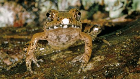 New Frog Species With Gurgling Stomach Calls Discovered In