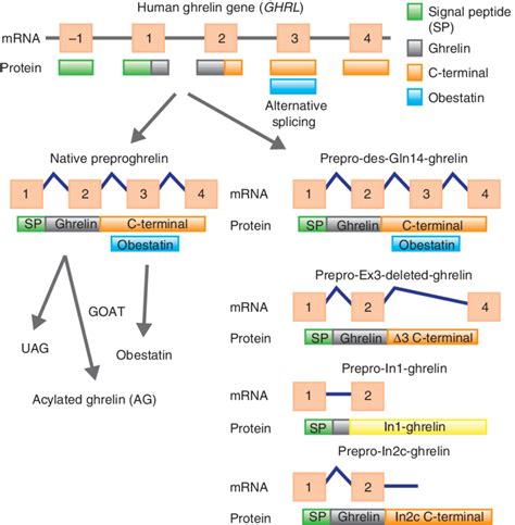 Overview Of The Human Ghrelin Gene Structure And Functionally Relevant