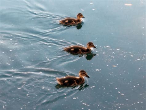 Three campus ducklings swimming in formation. : duck