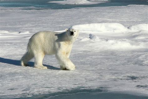 Rondom Spitsbergen Rijk Van De Ijsbeer 2023 Norske