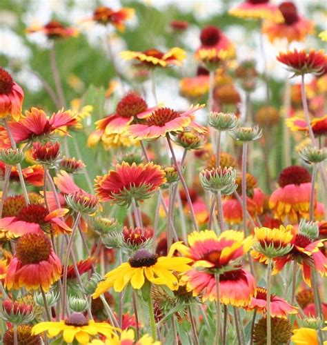 Blanketflower Gaillardia Seeds West Coast Seeds