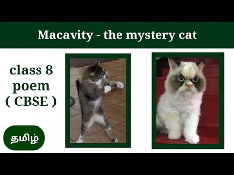 Macavity The Mystery Cat Class 8 Poem CBSE Unit 3 Explain In