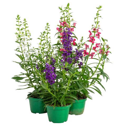 Planta Natural Angelonia Pote 14 Velling Leroy Merlin