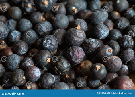 Berries of Juniper, Juniperus Communis Stock Image - Image of branch ...