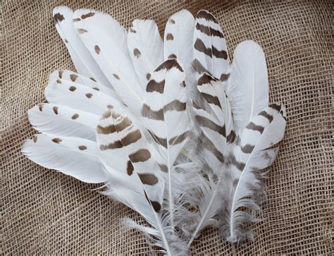 Natural Snowy Owl Feathers Female and Male Feathers Molted - Etsy