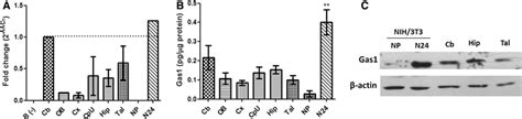 Gas Expressed In The Adult Mouse Cns A Gas Mrna Levels As Determined