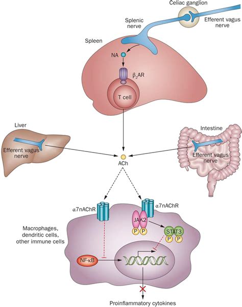 Frontiers Cholinergic Control Of Inflammation Metabolic Dysfunction