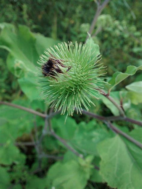 Green Burdock Closeup Medical Herbal Plant Stock Image Image Of