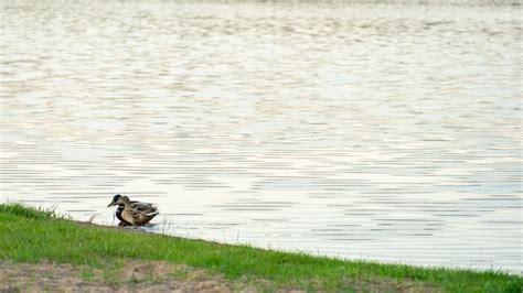 Los Patos Salvajes Nadan Serenamente En La Superficie Del Agua El Cisne