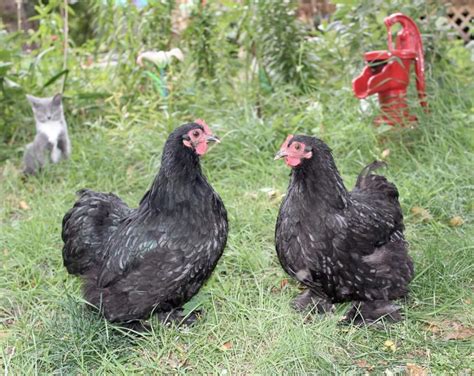 Black Cochin Bantam Chickens For Sale Cackle Hatchery®