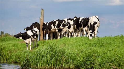 Free Images Dairy Cow Bovine Herd Pasture Grazing Grassland