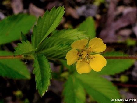 What is Cinquefoil? - Alternative Nature Online Herbal