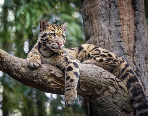 10 Largest Cats Around The World Daily Sabah