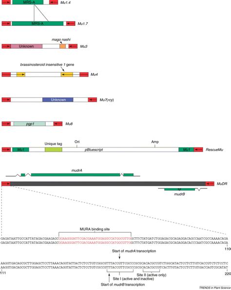 Mutator Transposons Trends In Plant Science