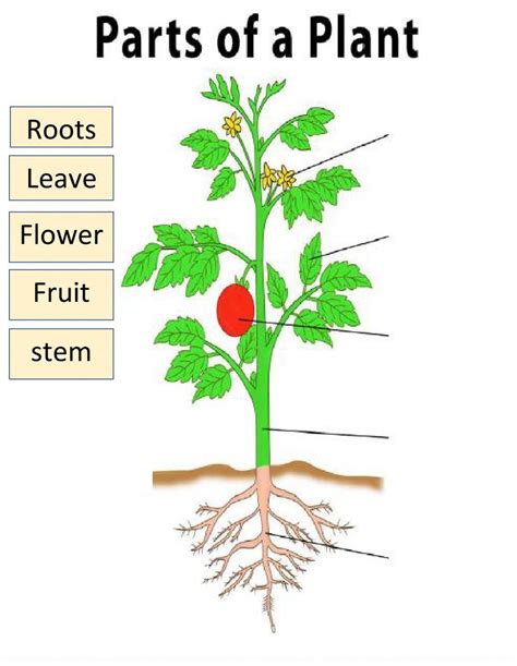 Tomato Plant Diagram For Kids