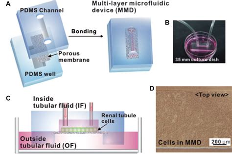 Fabrication And Operation Of A Multilayer Microfluidic Device MMD For