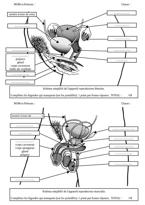 Évaluation schéma appareils reproducteurs organes génitaux Formation