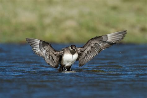 Bird Hide Photography – Shetland Nature