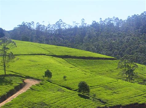 Nuwara Eliya, Sri Lanka | What to see in Nuwara Eliya