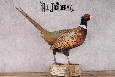 Ring Necked Pheasant Taxidermy Mount Sku 2667 All Taxidermy
