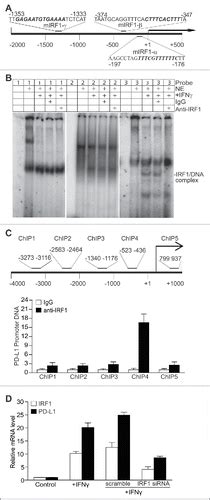 Full Article The Expression Profiles And Regulation Of Pd L In Tumor