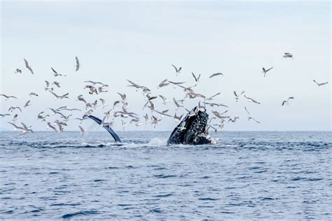 Why Do Humpback Whales Migrate To Alaska? (Explained) – Ocean Action Hub