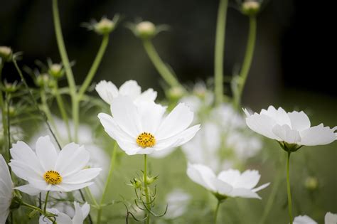 Spring Flowers Flowering Free Photo On Pixabay