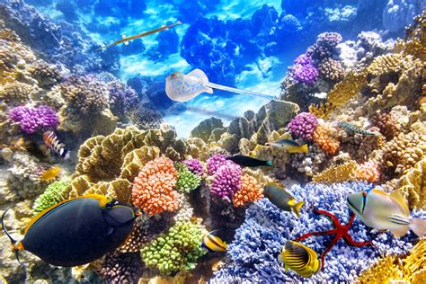 16+ Coral Reef Wallpaper 4k | My Wallpaper