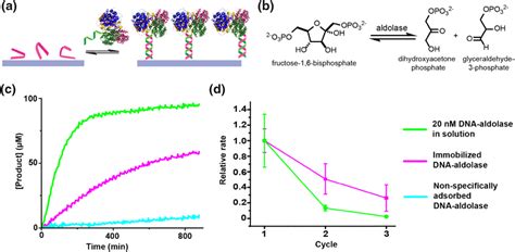 A General Scheme Of Dna Directed Immobilization A 20 25 Base Dna Download Scientific Diagram