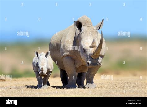 White rhinoceros in the nature habitat, Kenya, Africa. Wildlife scene from nature. Big animal ...