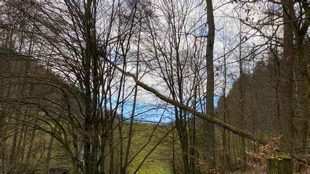 Baum Droht Umzust Rzen Rundweg An Der Fuelbecke Talsperre In Altena