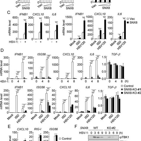 SNX8 Positively Regulates DNA Virus Triggered Signaling A HeLa Cells