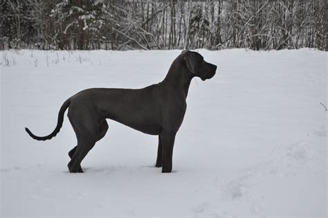 Vācu dogs. Vācu dogi.Vācu dogi Latvijā. Vācu doga kucēni. - Linden ...