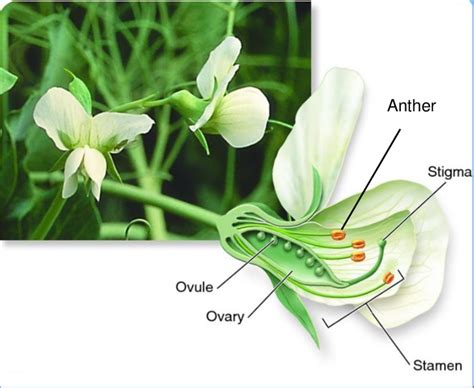 A Typical Floral Morphology Of Self Pollinated Legumes Field Pea As A Download Scientific