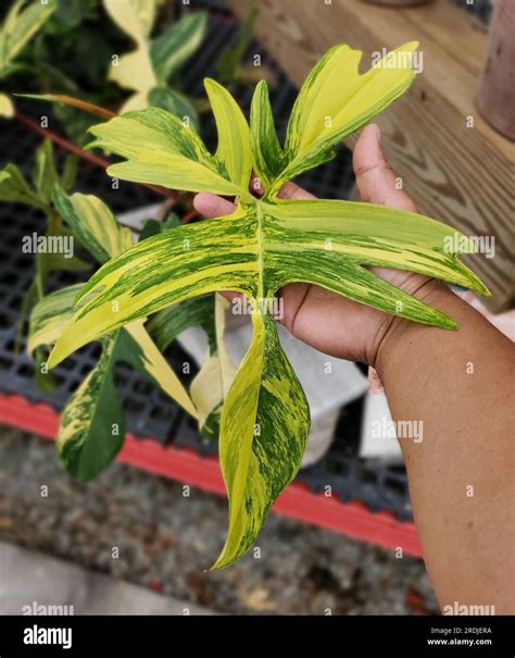 Beautiful Leaf Of Philodendron Florida Beauty Variegated A Rare And