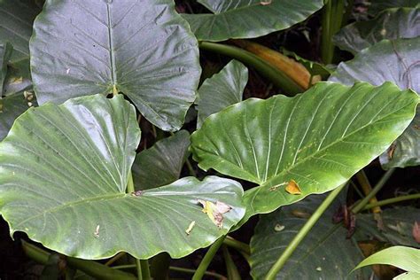 Guía completa de cuidados para la Alocasia Macrorrhizos