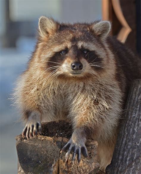 Nice Raccoon Procyon Lotor Animal Portrait Stock Image Image Of